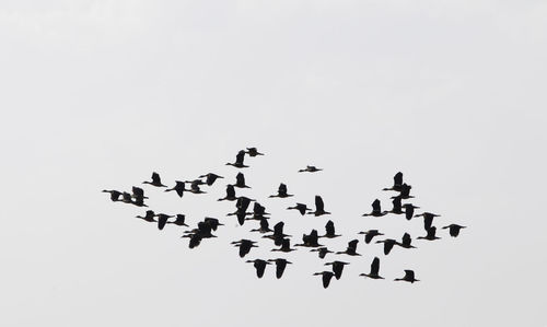 Low angle view of birds flying against sky
