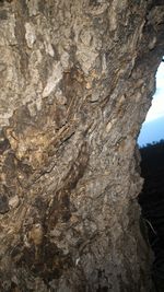 Close-up of tree trunk