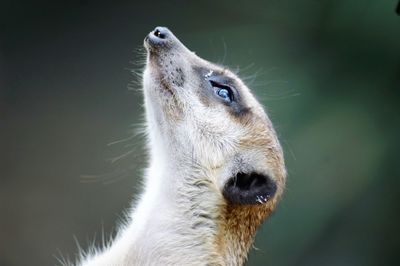 Close-up of lion