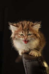 Close-up portrait of cat against black background