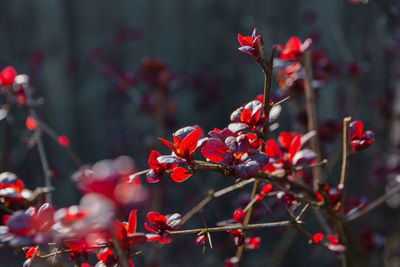 Close-up of red flowering plant