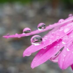 Close-up of water drops on pink flower