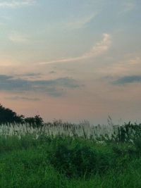 Scenic view of field against sky during sunset