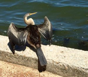 Bird in water