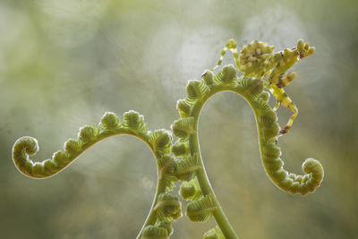 Cerobroter gemmatus on unique plants