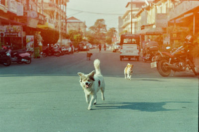 View of a dog on road in city