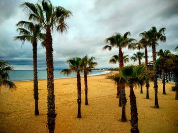 Palm trees on beach against cloudy sky