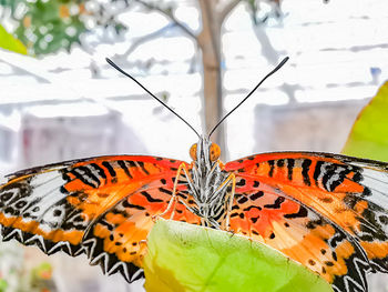 Close-up of butterfly on leaf