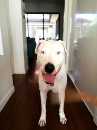 Portrait of dog standing on hardwood floor