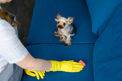 Woman in a apron and gloves cleans a sofa from dog hair. cleaning of the apartment. life with pets.