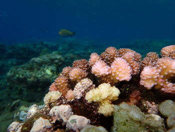 Close-up of coral in sea