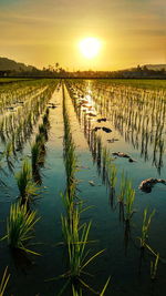 Scenic view of agricultural field against sky during sunset