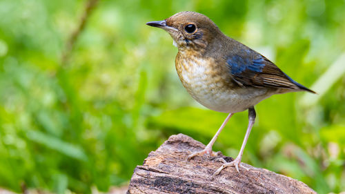 Close-up of bird perching on wood