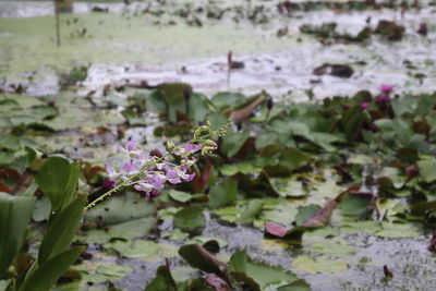 Close-up of purple flowering plant leaves