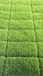 Full frame shot of rice field