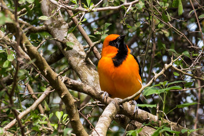 Close-up of bird perching on tree