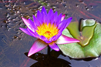 Close-up of lotus water lily in pond