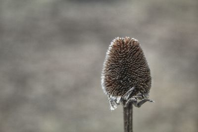 Close-up of dried plant on field