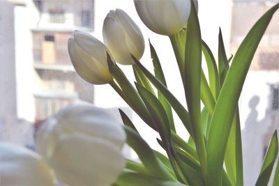 Close-up of white flowers