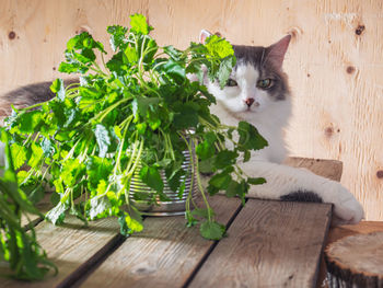 Fresh arugula and mint greens on a wooden table in rustic kitchen, a fluffy tortoiseshell cat lies 