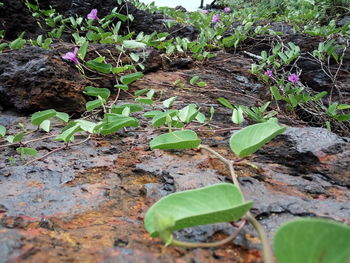 High angle view of plants