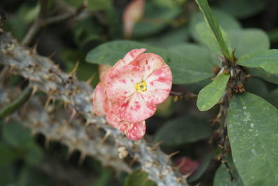 Close-up of pink flowering plant