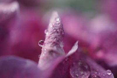 Close-up of wet flower