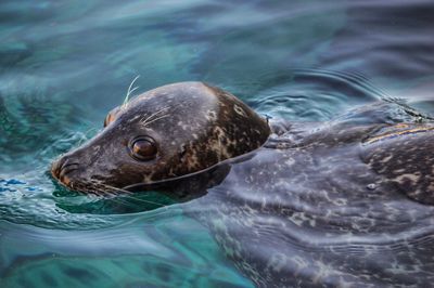 Close-up of sea lion swimming in water