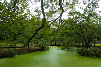 Scenic view of lake amidst trees in forest