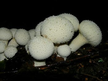 Close-up of white flowers