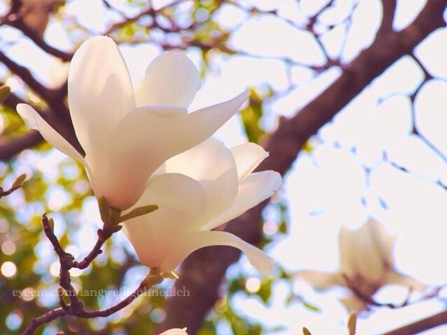 flower, petal, fragility, freshness, branch, growth, focus on foreground, tree, beauty in nature, close-up, flower head, nature, white color, blossom, blooming, low angle view, in bloom, day, sunlight, outdoors