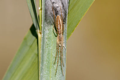 Close-up of insect on leaf