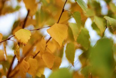 Close-up of leaves on tree