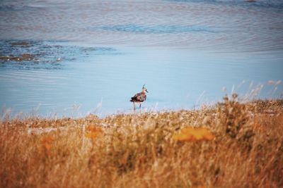 Bird perching on blue water