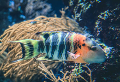 Close-up of fish swimming in sea