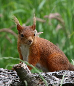 Close-up of squirrel on tree