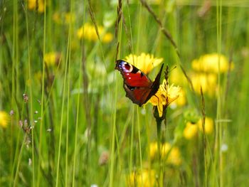 Close-up of butterfly pollinating on flower