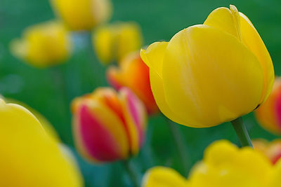 Close-up of yellow tulip