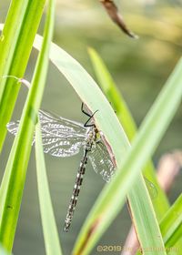 Close-up of insect on grass