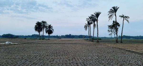 Scenic view of palm trees on field against sky