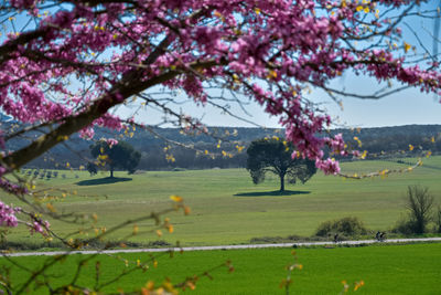 View of cherry blossom tree in field