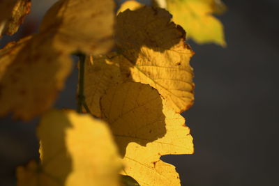 Close up of yellow flower