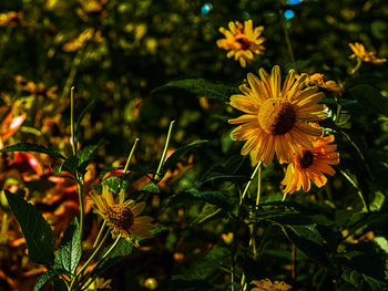 Close-up of yellow flowering plant