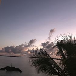 Silhouette palm trees against sky during sunset