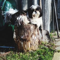 Portrait of dog sitting outdoors