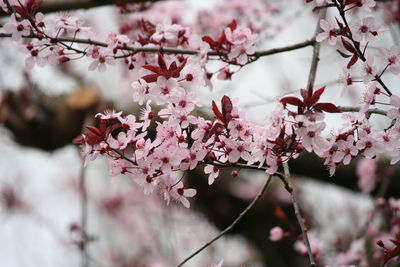 Close-up of pink cherry blossoms in spring