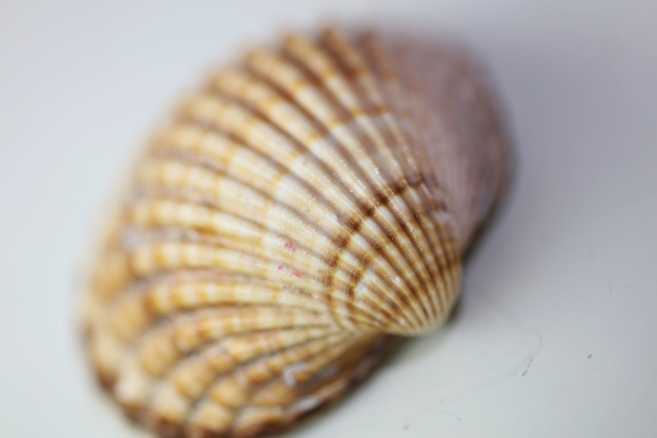 CLOSE-UP OF SEASHELL ON WHITE BACKGROUND