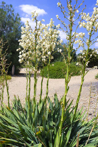 Flowering plants on field against sky