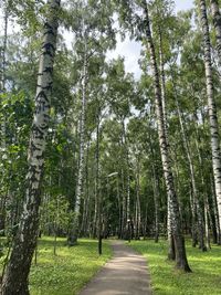 Road amidst trees in forest