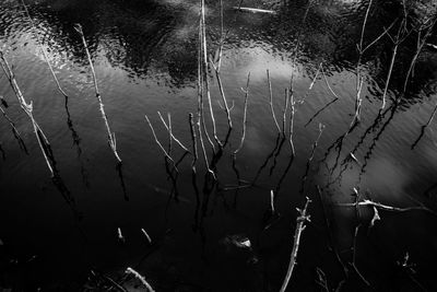 High angle view of plants in lake